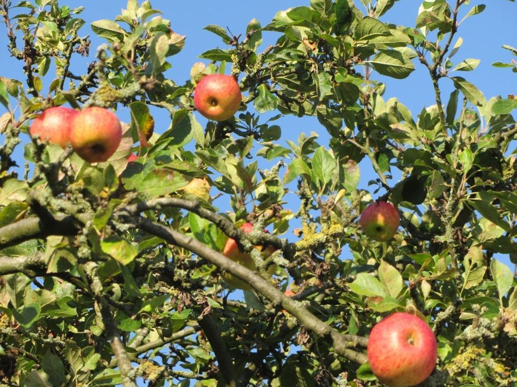 Bed En Breakfast In Het Fruit Zuidoostbeemster Eksteriør bilde